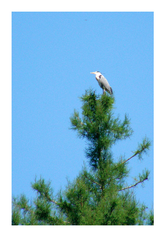 Ardea cinerea e Egretta garzetta